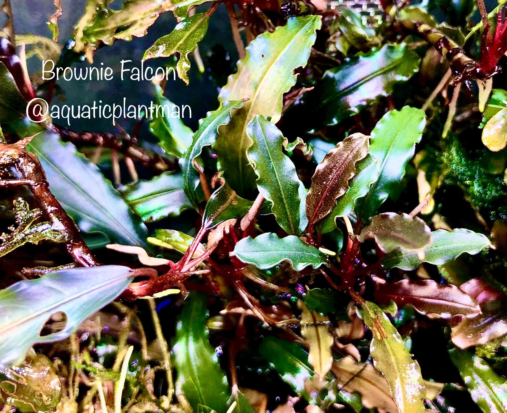 水草 BUCEPHALANDRA sp. Falcon image_2608ebe7-50b0-454c-92c6-
