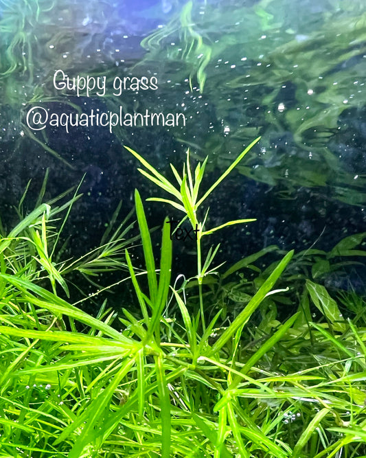 Guppy grass