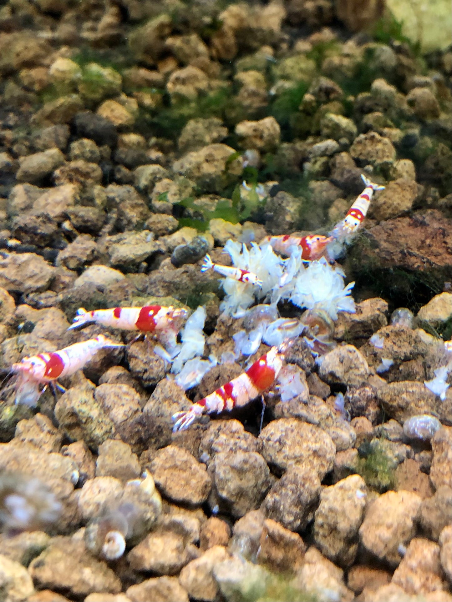 Crystal red shrimp crs (tap water)