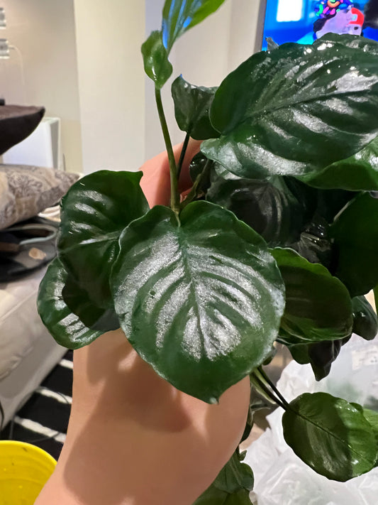 Anubias Barteri Butterfly￼