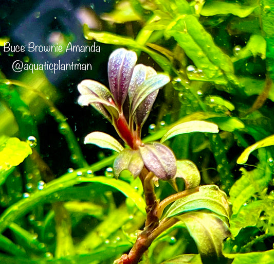 Bucephalandra Brownie Amanda