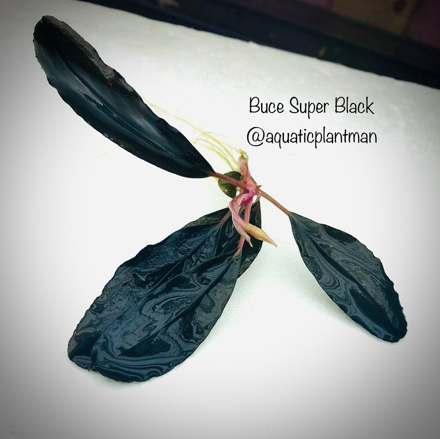 Bucephalandra Super Black