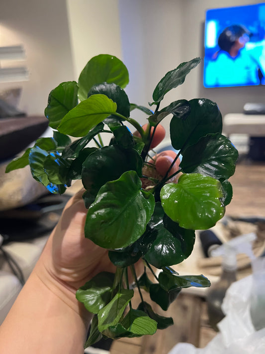 Anubias Barteri Round (Golden Coin)