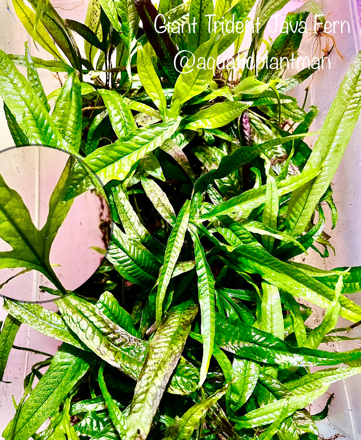 Java Giant Giant Trident Java Fern – Aquatic Plant Man