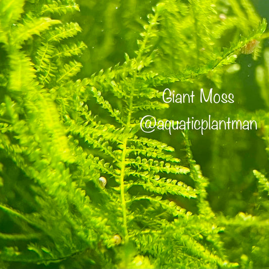 Giant Moss
