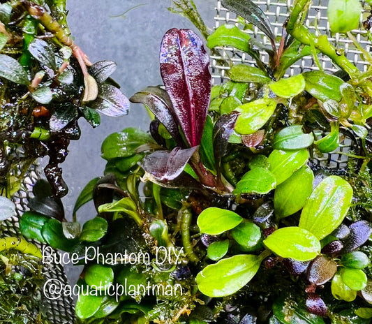 Bucephalandra Brownie Phantom DIY