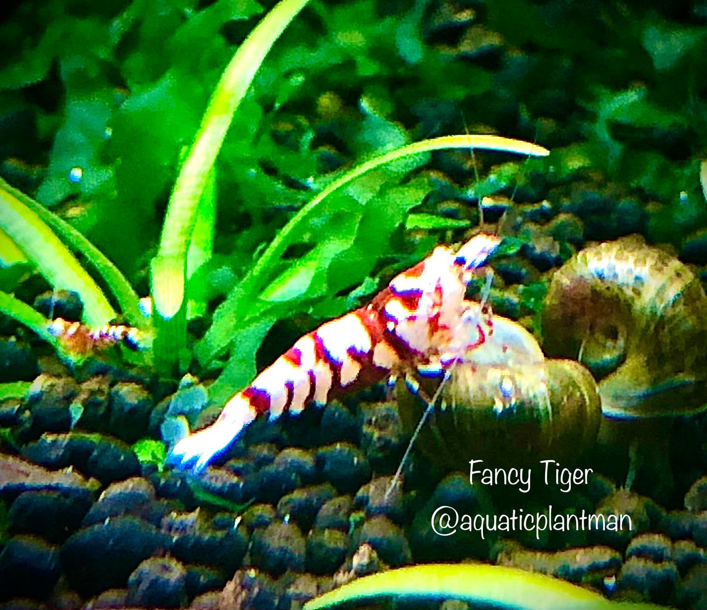 Fancy tiger red shrimp mid grade