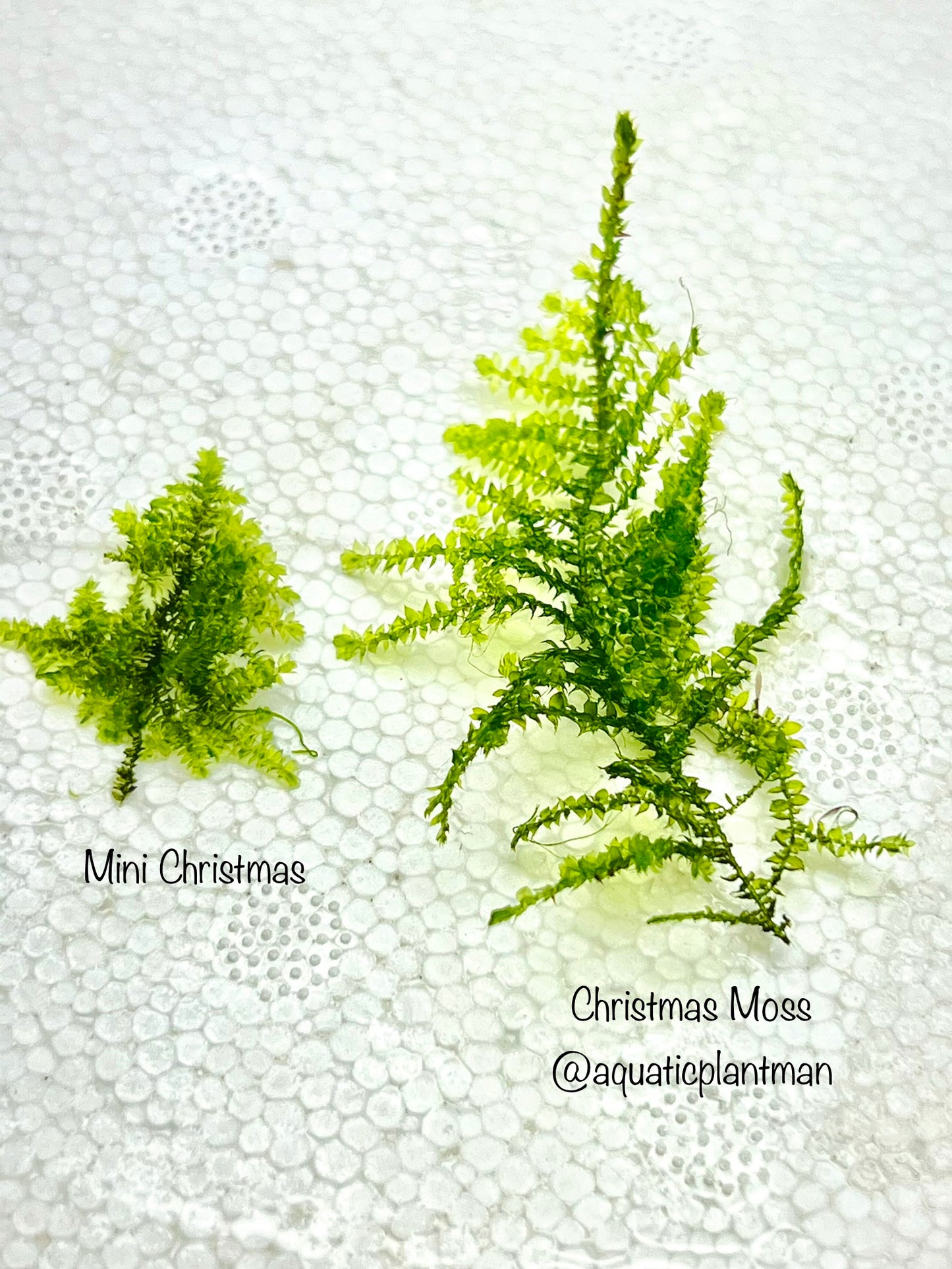 Christmas Moss