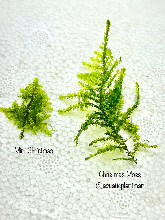 Christmas Moss