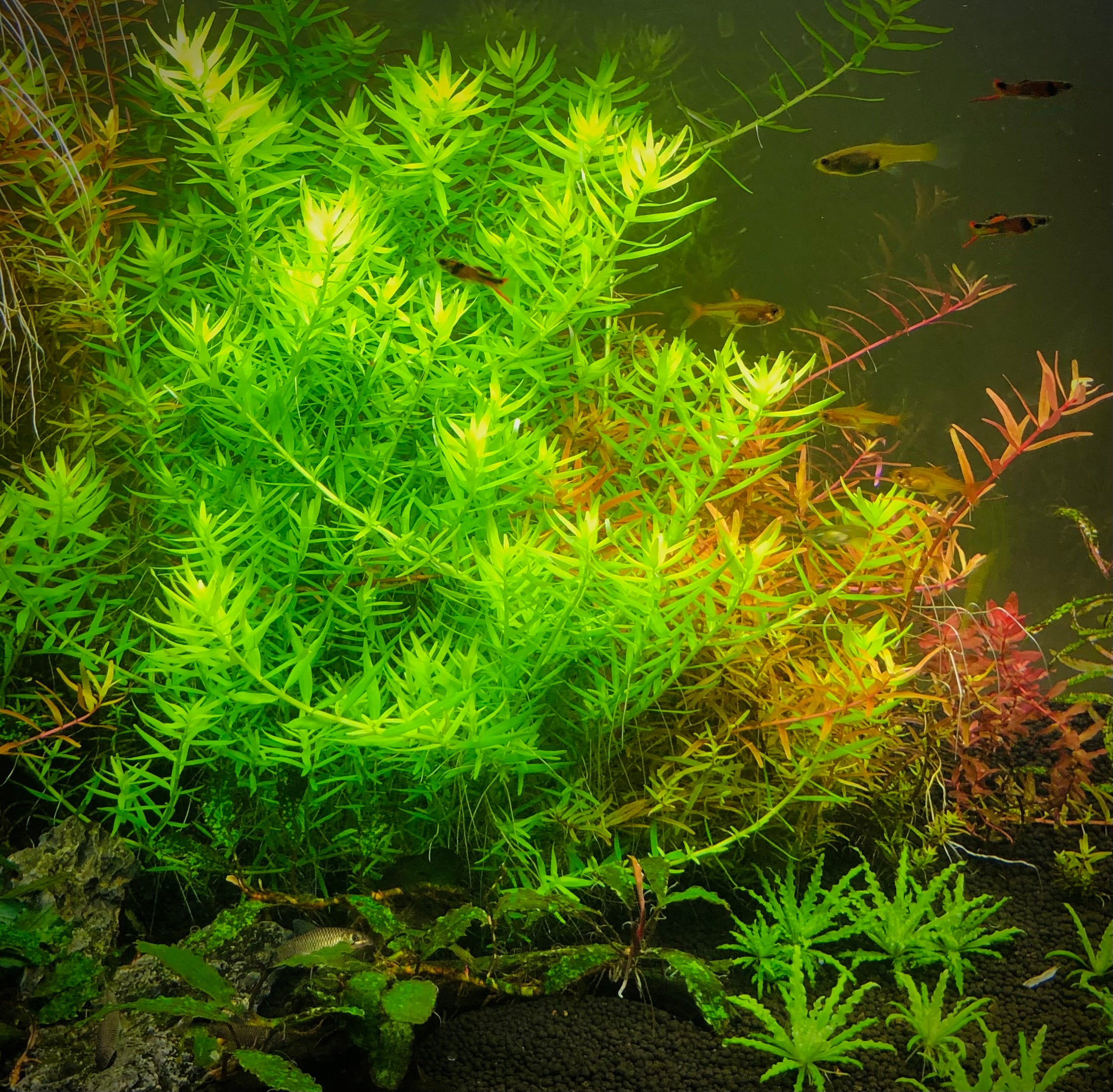 Rotala sp. green &ndash; Aquatic Plant Man