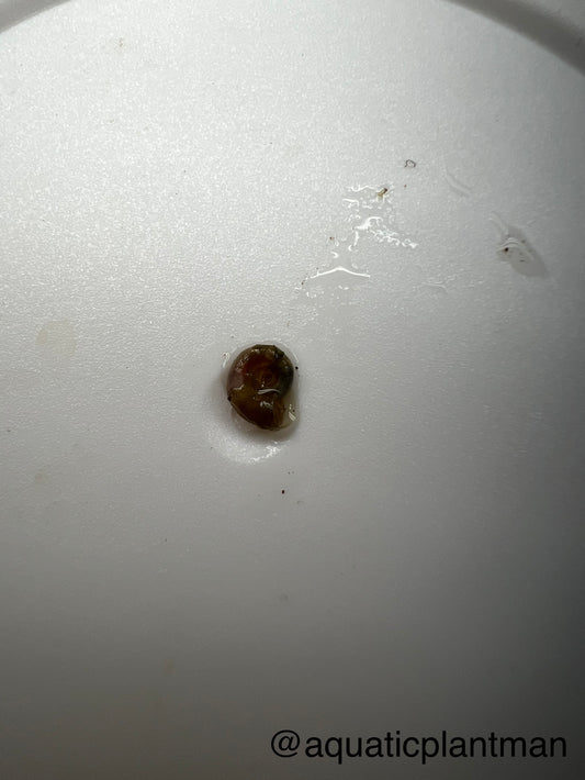 Mini Ramshorn snail X8