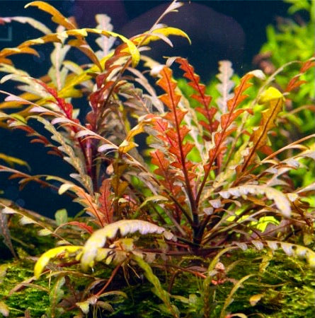 Hygrophila Pinnatifida