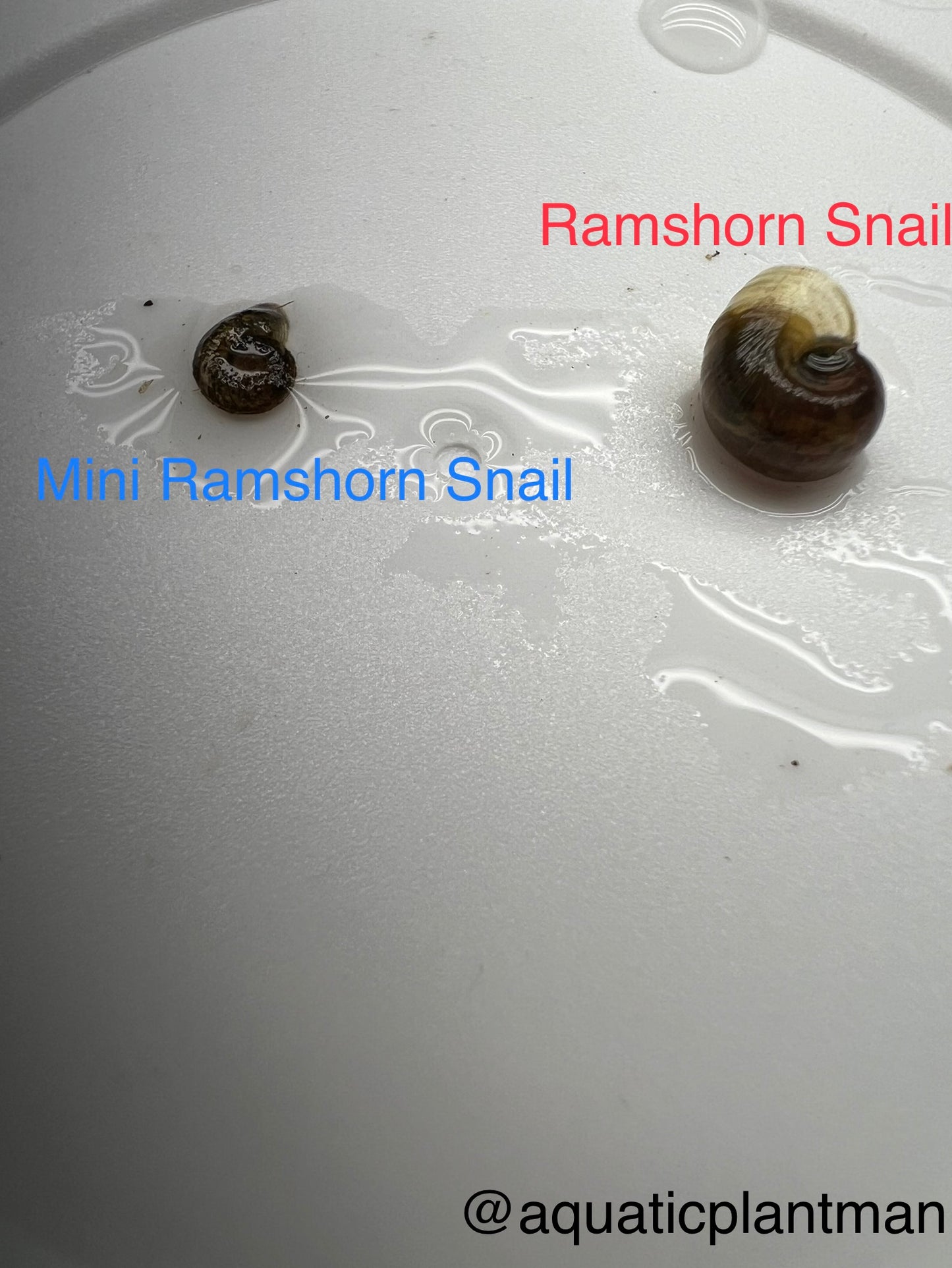 Mini Ramshorn snail X8