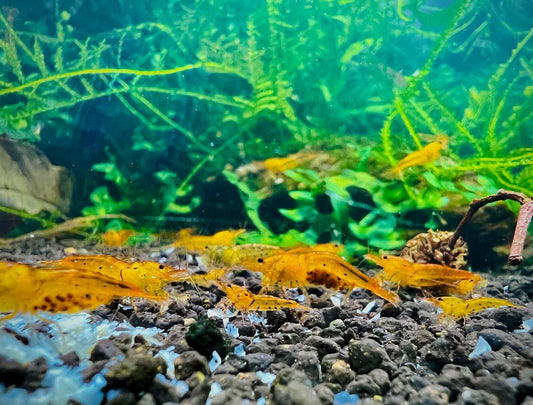 Tangerine Tiger Shrimp (tap water)