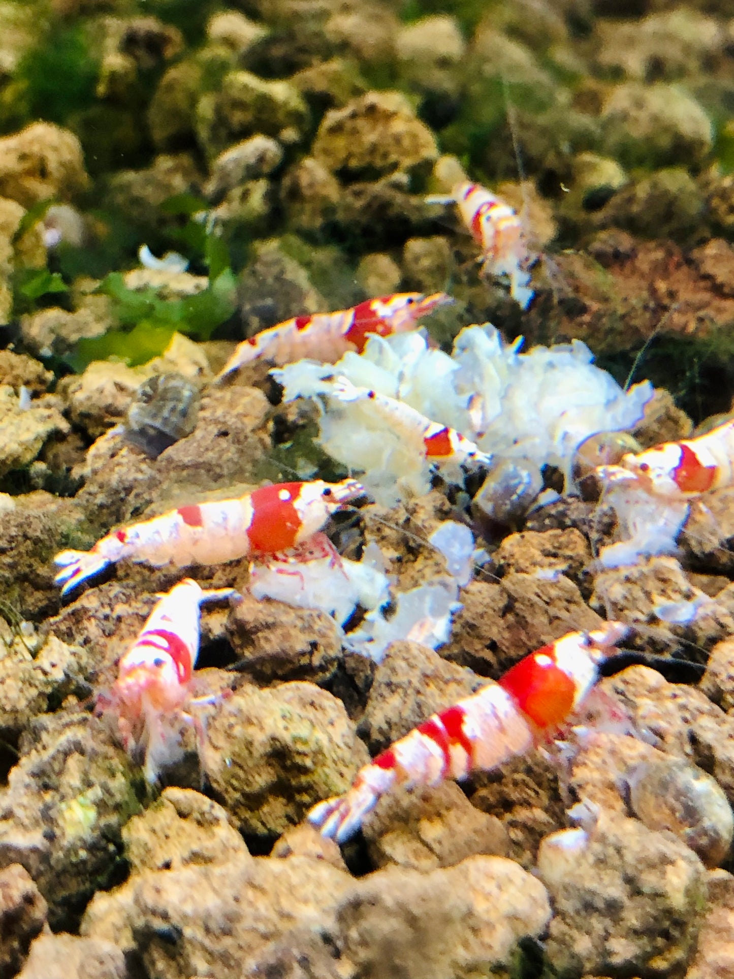 Crystal red shrimp crs (tap water)