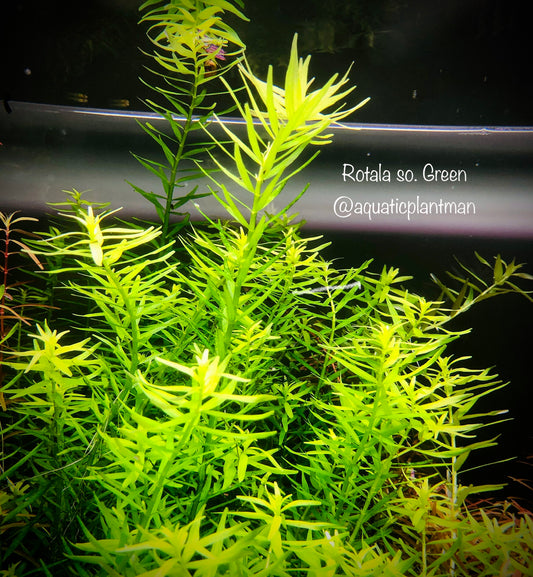 Rotala sp. green