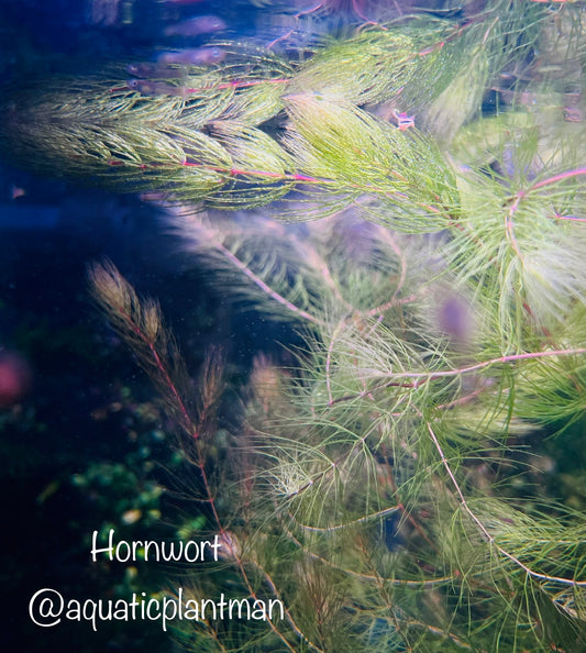 Hornwort (Ceratophyllum Demersum)