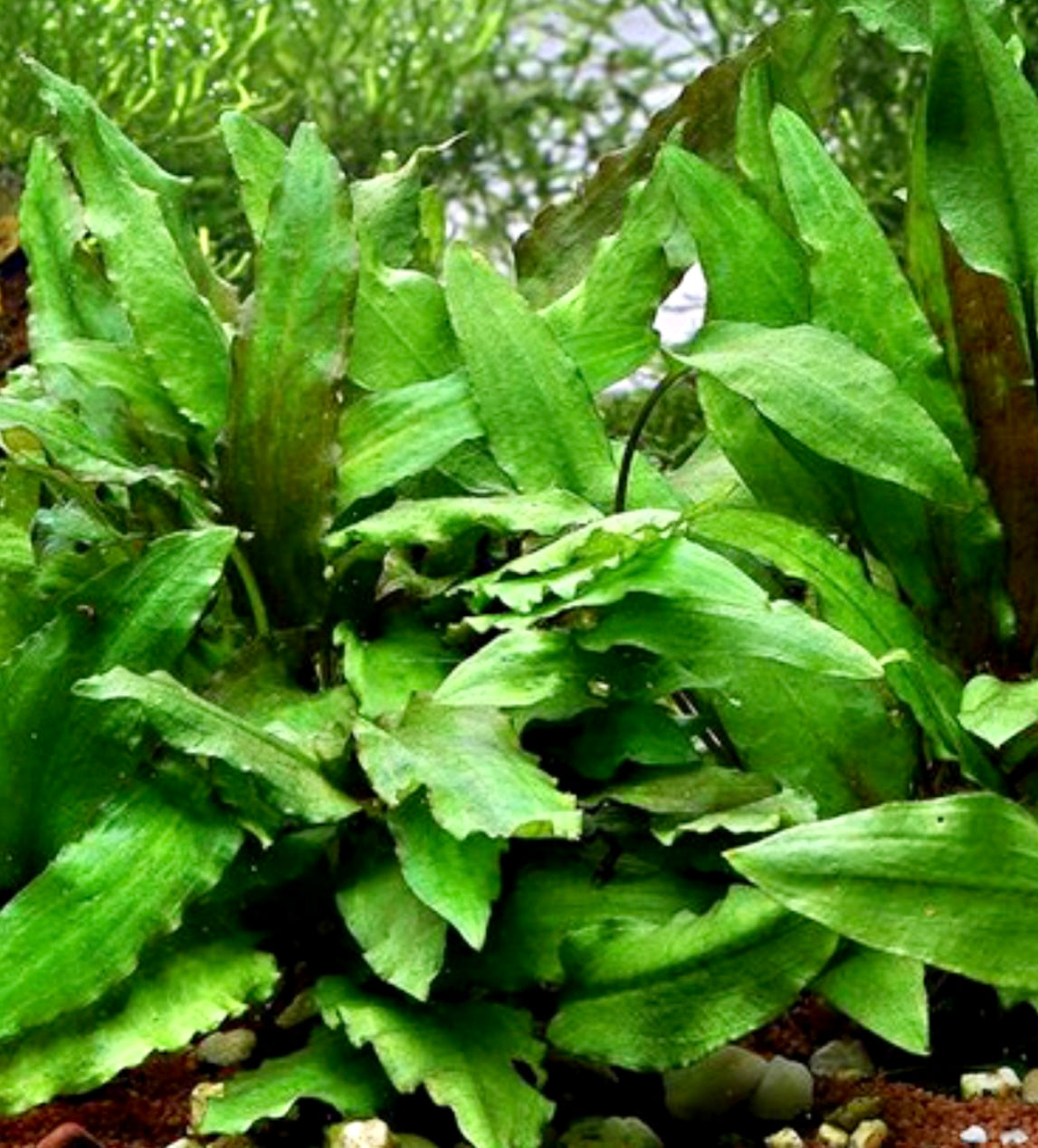 Cryptocoryne Wendtii Green Aquatic Plant Man Cryptocoryne Wendtii Green Aquatic Plant Man