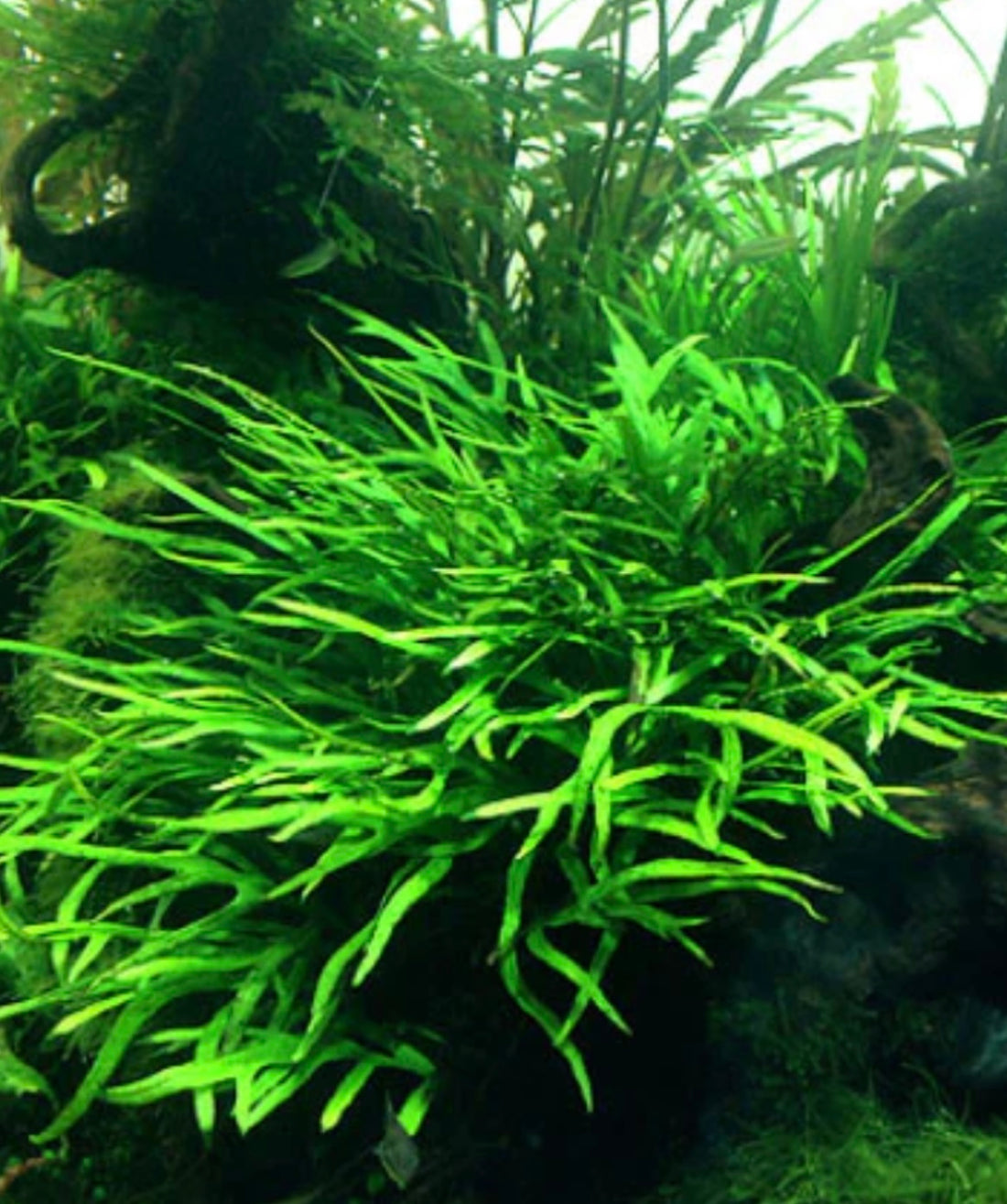 Mini Trident Fern – Microsorum pteropus ‘Trident’ – Aquatic Plant Man