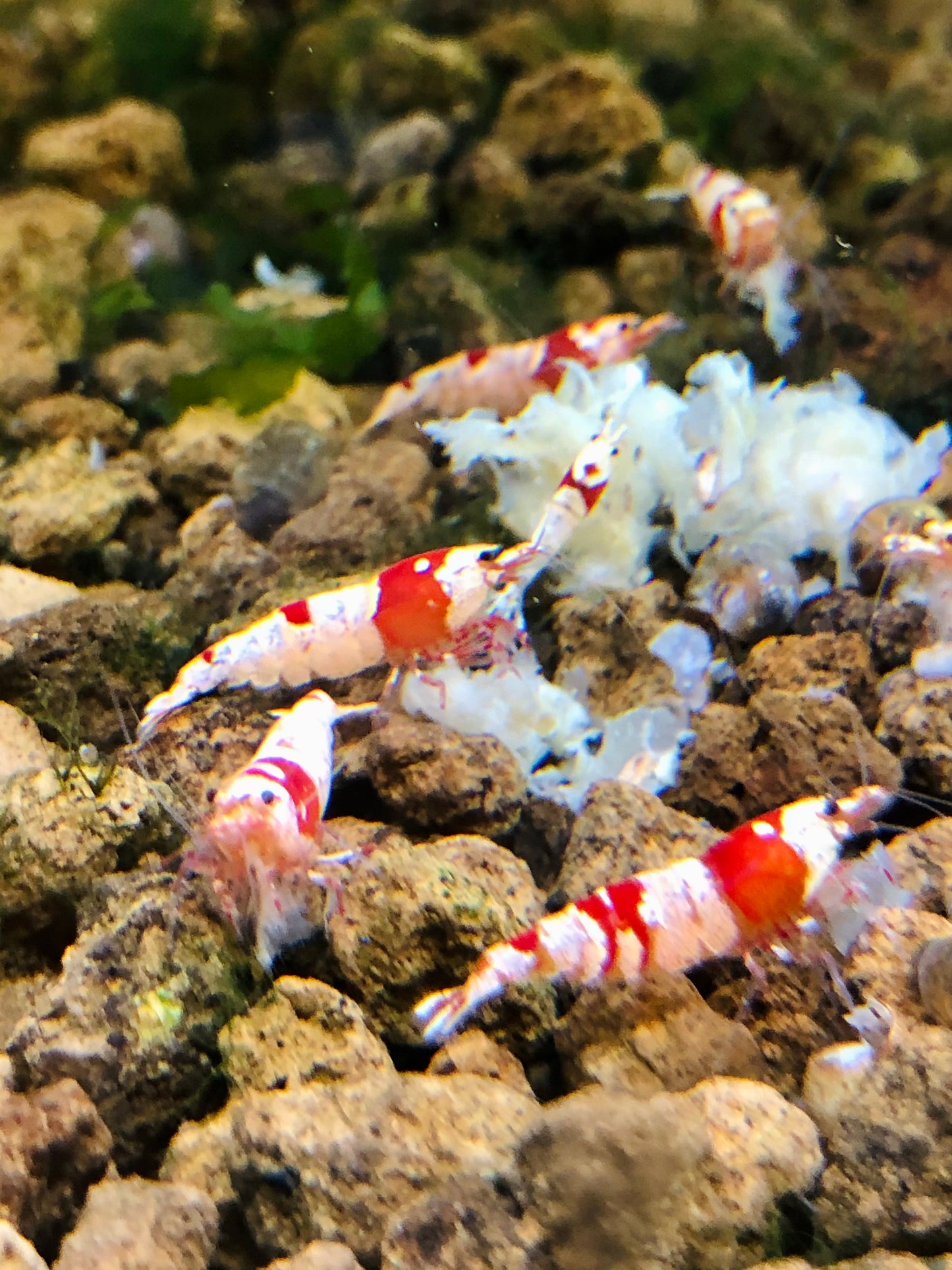 Crystal red shrimp crs (tap water)