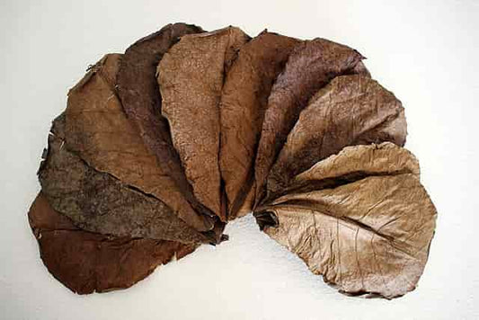 Indian Almond leaves  12 pack