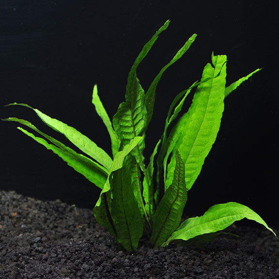 Aquatic Plant Bundle Package (Best value!)