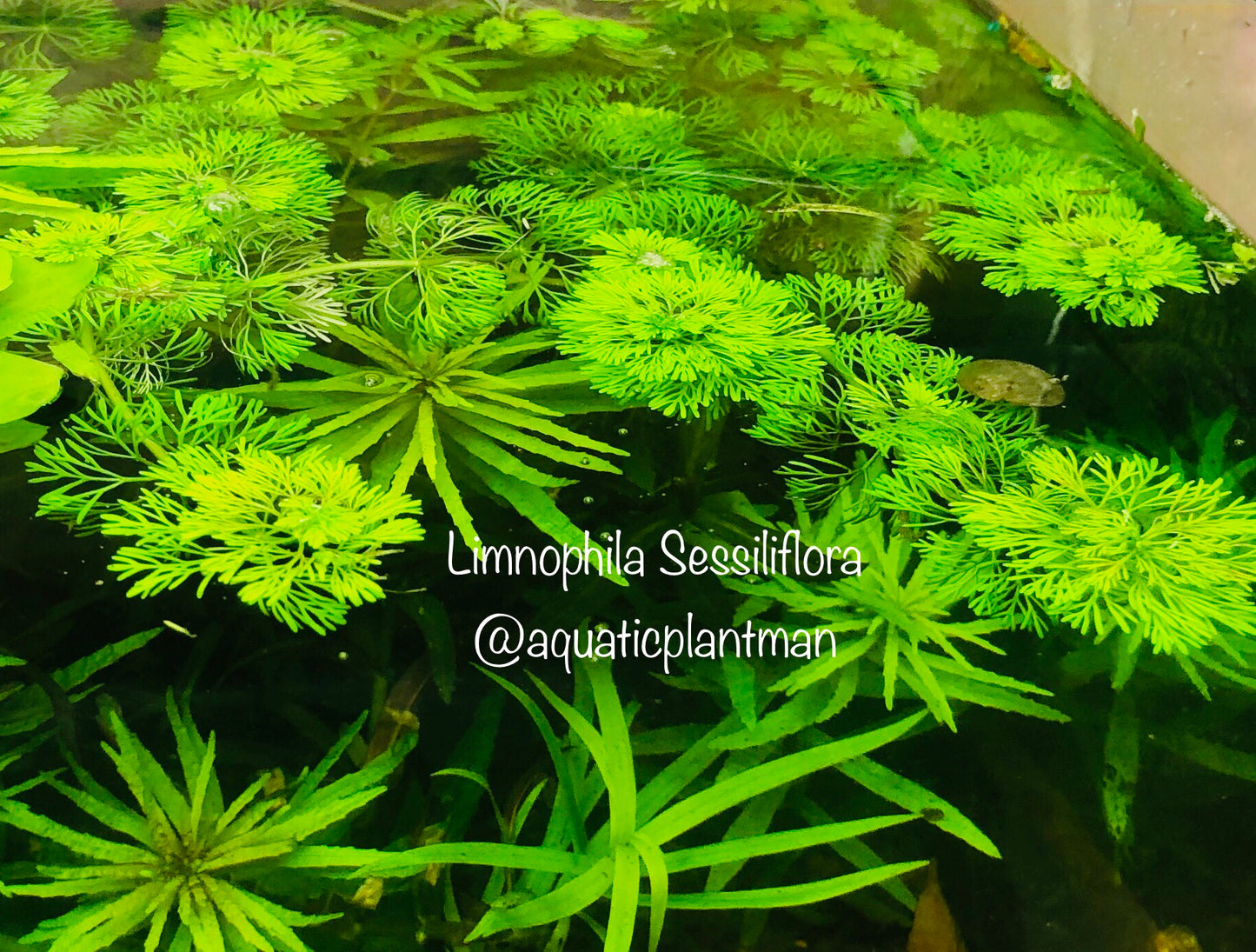 Aquatic Plant Bundle Package (Best value!)