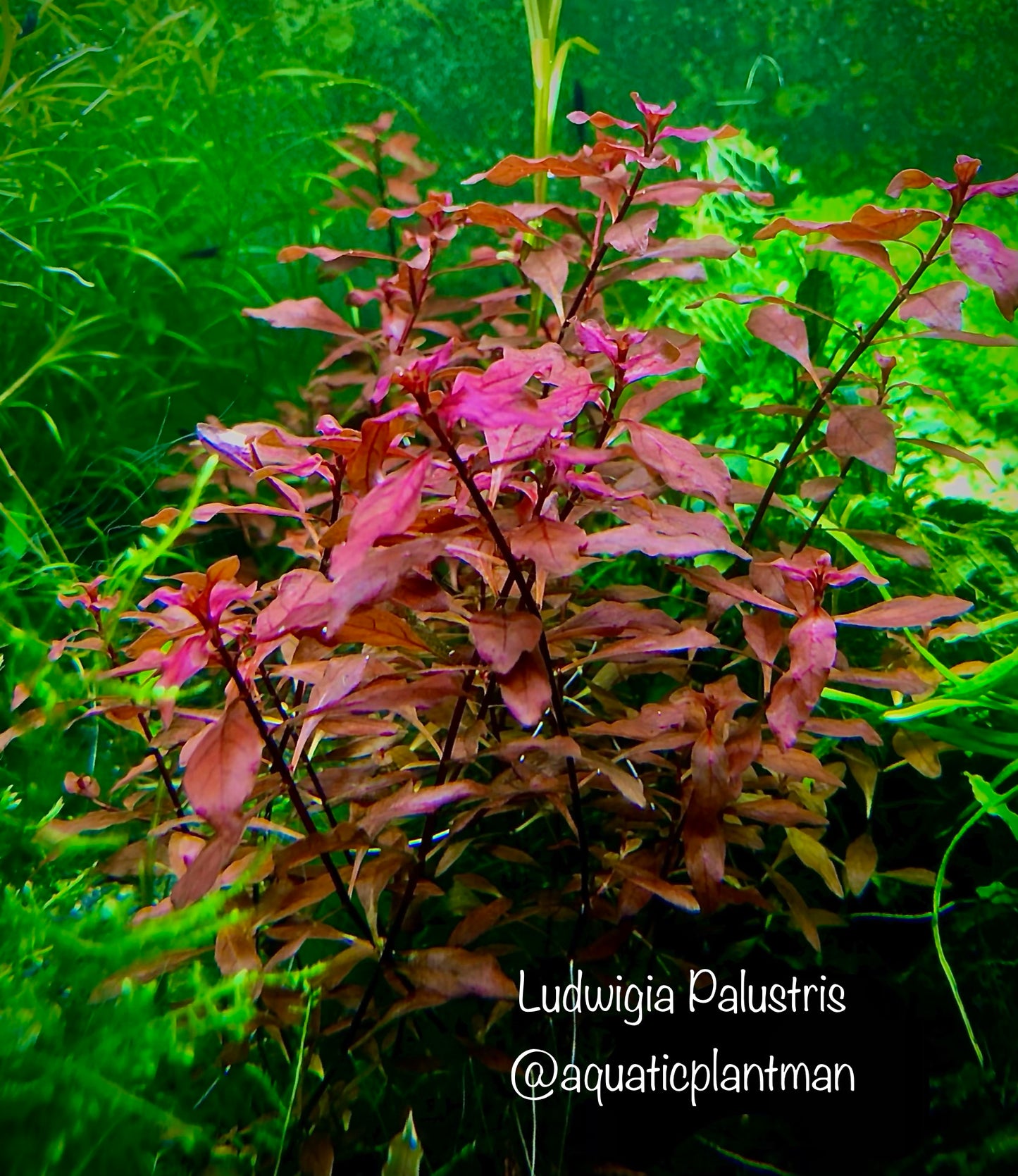 Ludwigia Palustris Super Red