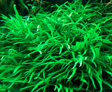 Needle leaf java fern