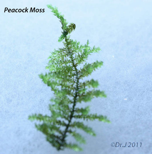 Spiky Moss
