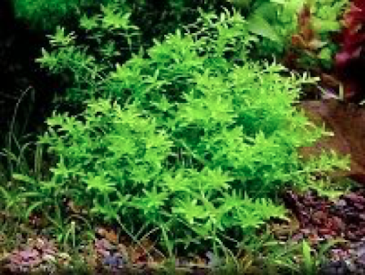 Pearl weed (Hemianthus microanthemoids)