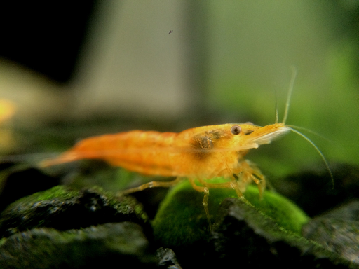 Orange Pumpkin Shrimp – Aquatic Plant Man