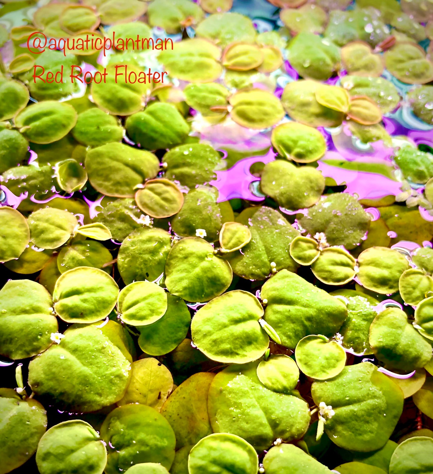Red Root Floaters (Phyllanthus Fluitans) – Aquatic Plant Man