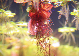 Red Root Floaters (Phyllanthus Fluitans)