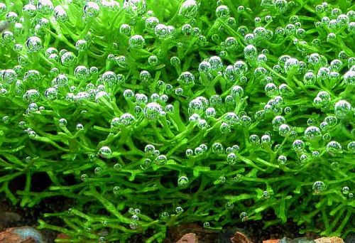 Aquatic Plant Bundle Package (Best value!)