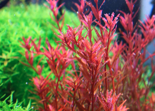 Rotala Colorata