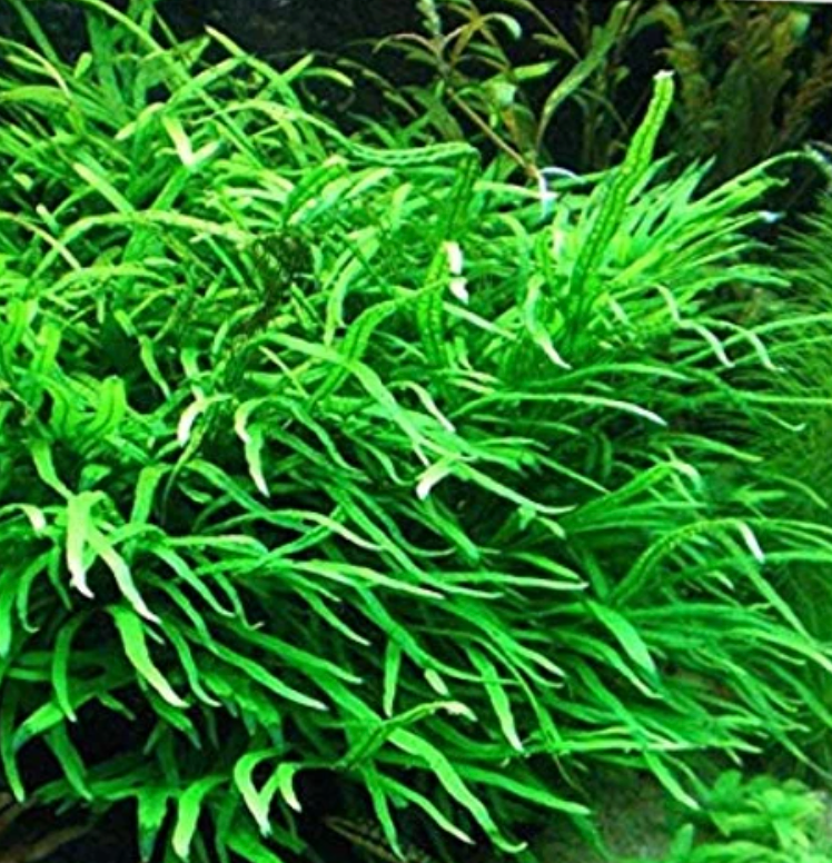 Aquatic Plant Bundle Package (Best value!)